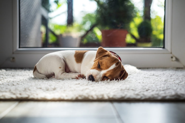 Photo inspiration: Free Esa Registry Online Application Reference: Emotional Support Animal Register